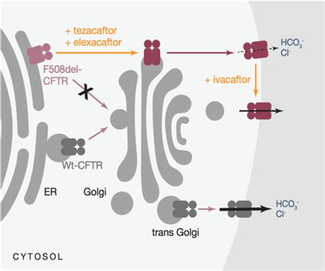 Cureus | A Review of Trikafta: Triple Cystic Fibrosis Transmembrane Conductance Regulator (CFTR ...