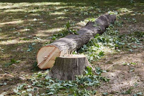 How to Cut Down a Tree Safely