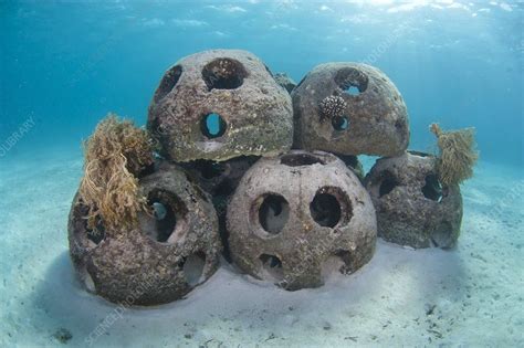 Reef balls to form an artificial reef - Stock Image - C015/3576 - Science Photo Library