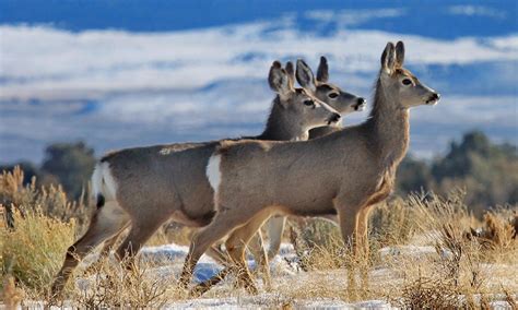 Mule Deer Habitat Quantification Tool | Environmental Incentives