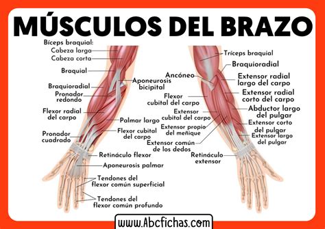 Musculos Del Brazo Anatomia Abc Fichas Images – NBKomputer