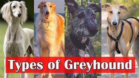 Types of Greyhound | 8 surprising types of greyhound dog breeds - YouTube