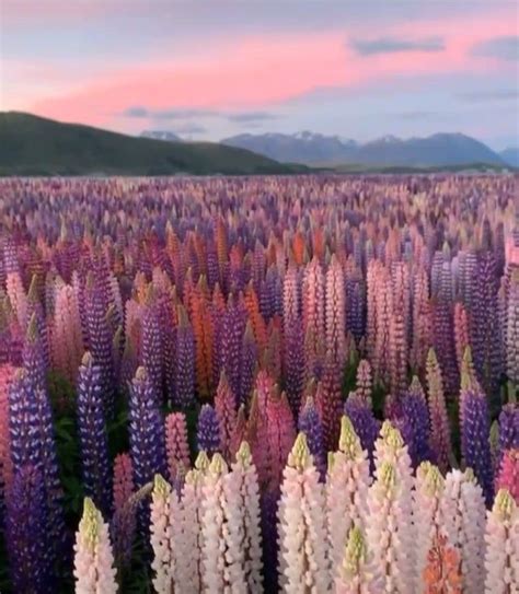 Field of wild Lupine in New Zealand - BeAmazed | Lupine flowers, Nature ...