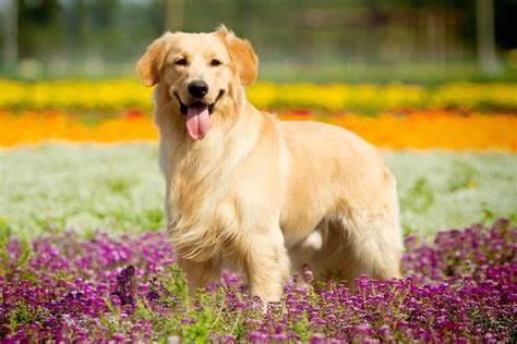 Download Depth Of Field Dog Animal Golden Retriever 4k Ultra HD Wallpaper