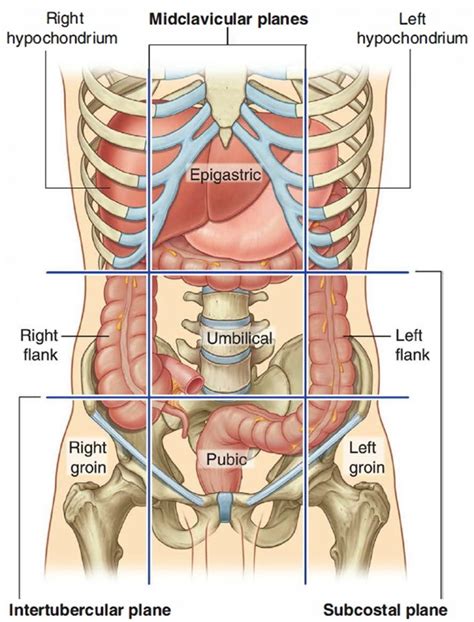 Human Appendix - Anatomy, Location and Function of Appendix