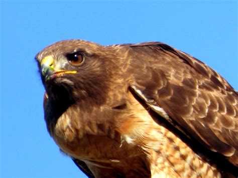 Geotripper's California Birds: Red-tailed Hawk (?) at the San Joaquin National Wildlife Refuge