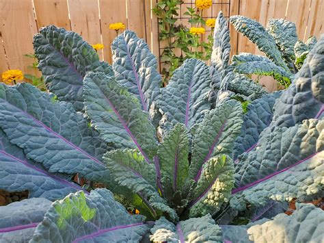 How to Grow Kale: Guide to Plant, Harvest & Use Kale ~ Homestead and Chill