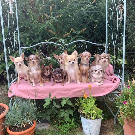 Elvis und seine Chihuahua-Gang