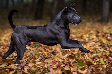 The Thai Ridgeback, a large part of this breed's origins was vermin hunting. | Rare dog breeds ...