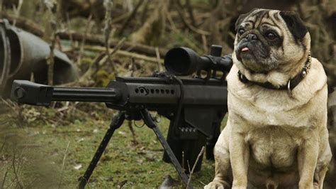 Sniper Pug! | Pugs funny, Funny pug videos, Funny cats and dogs