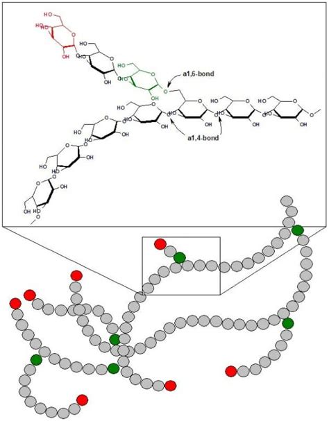 Glycogen - Definition, Structure, Function and Examples | Biology