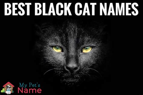 Over 375 Brilliant Beautiful and Bold Black Cat Names | My Pet's Name