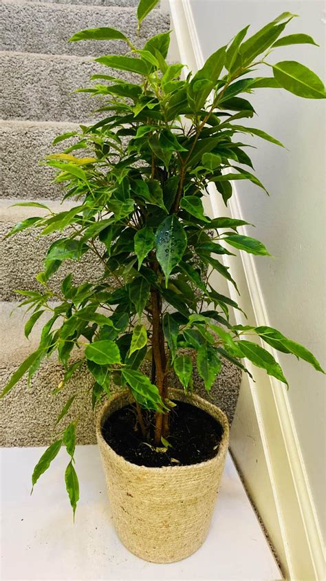 Ficus Benjamina Plants for sale in Columbus, Ohio | Facebook Marketplace