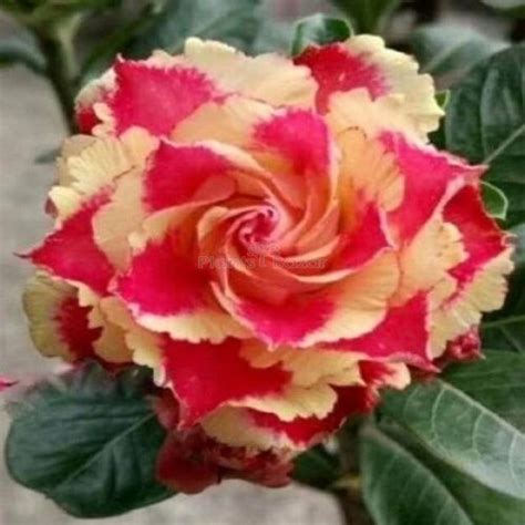 Rose Variety Adenium (Red & Yellow) Plant