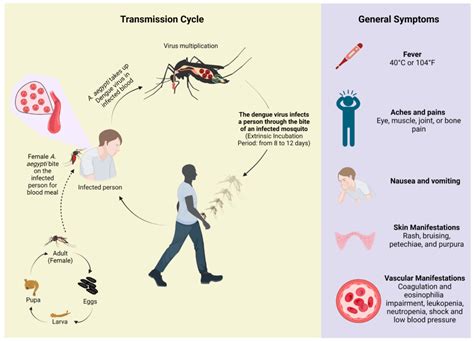 Understanding Dengue Hemorrhagic Fever - Ask The Nurse Expert