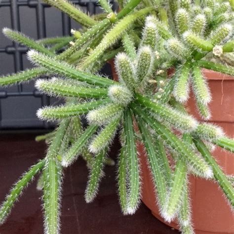 Mouse Tail Cactus Seeds Rhipsalis horrida Madagaskar - Etsy Italia