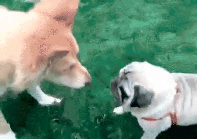 Clumsy GIF - Find & Share on GIPHY