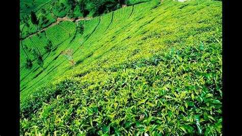 Tea Garden In Bangladesh | Travel Bangladesh | Tourist Spot Banshkhali ...