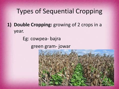 Multiple cropping systems | PPT