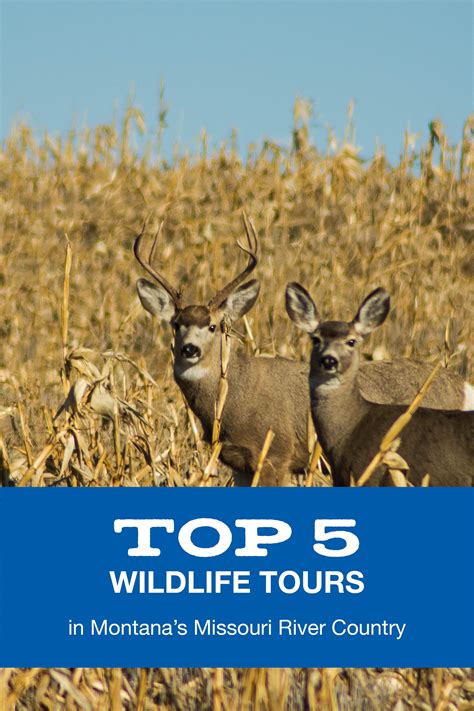 Experience the Beauty of Montana's Wildlife on These Top 5 Tours