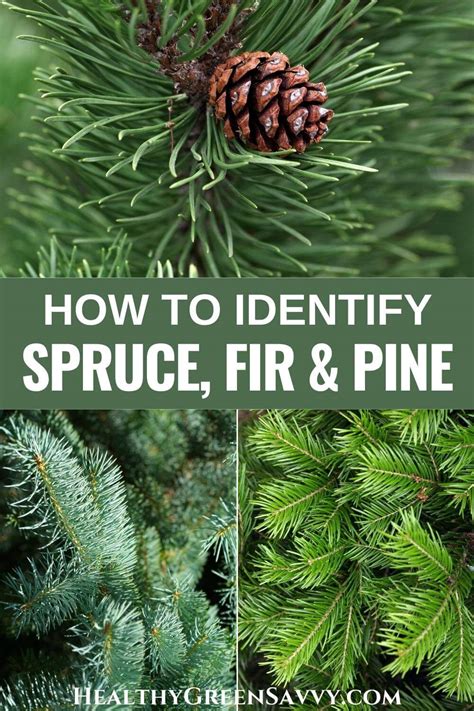 Spruce vs Fir vs Pine: Conifer Identification 101