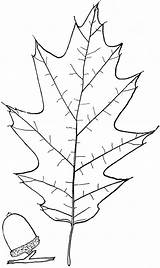 northern red oak Leaf Drawing  Clip Art Library sketch template