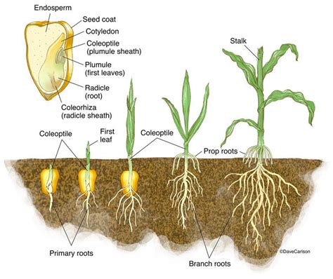 Botany | Life Science & Biomedical | Carlson Stock Art | Plant science, Biology plants, Botany