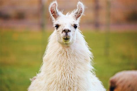 Llama antibodies may spell human flu treatments