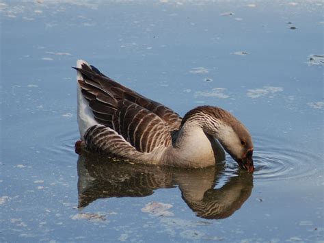 The Online Zoo - Greylag Goose