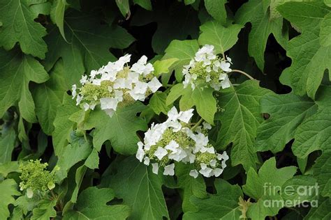 Hydrangea Quercifolia Photograph by Geoff Kidd/science Photo Library ...