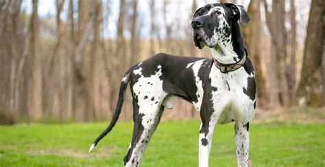 Great Dane Breed Guide (Lifespan, Size & Characteristics)