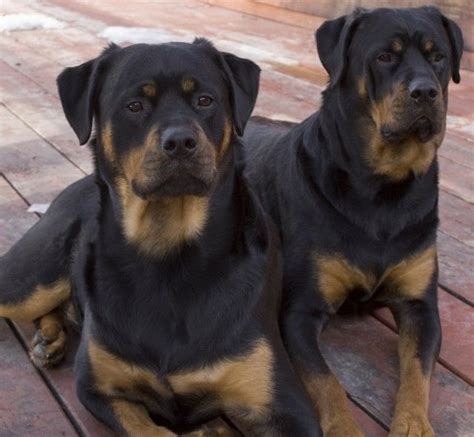 Rottweilers | Dangerous dogs, Rottweiler, Rottweiler dog