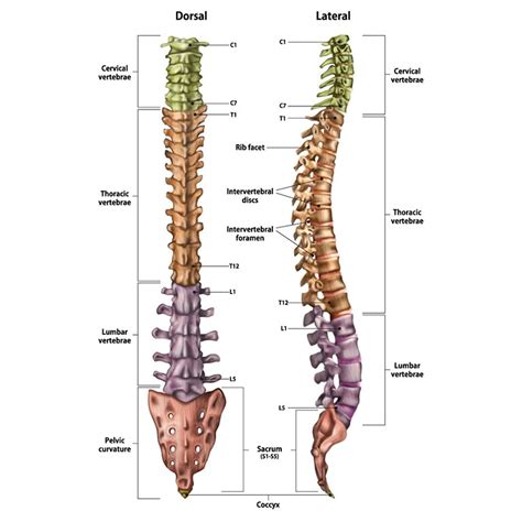 The spine, conditions and treatments