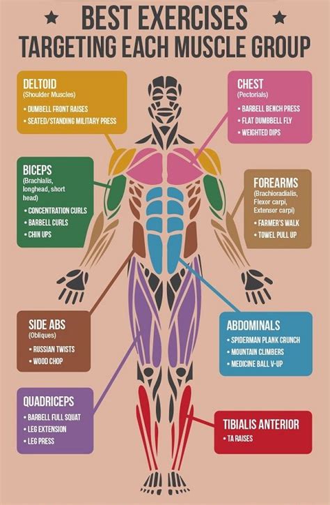 Which Exercises Work Out Which Muscles - Exercise Poster