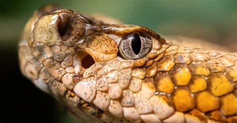 Discover Virginia's 3 Largest and 3 Most Dangerous Snakes This Summer ...