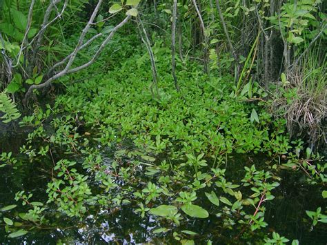 Ludwigia palustris (common water-primrose): Go Botany