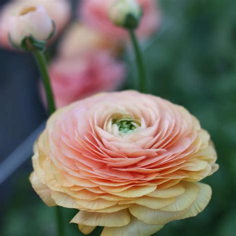 Yay!!! The ranunculus corms from @italian_ranunculus have arrived! Can’t wait to get the pre ...