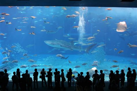 5 Must-visit Aquariums in Japan | POP JAPAN