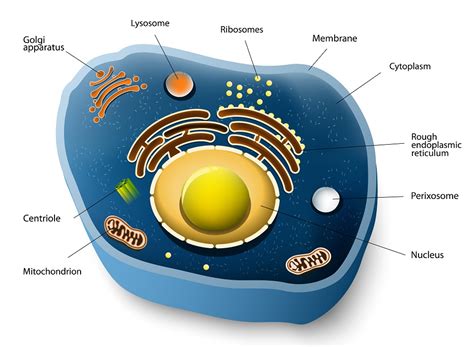 Animal Cell 3D Model – Definition, Parts, Structure, and Diagram in ...