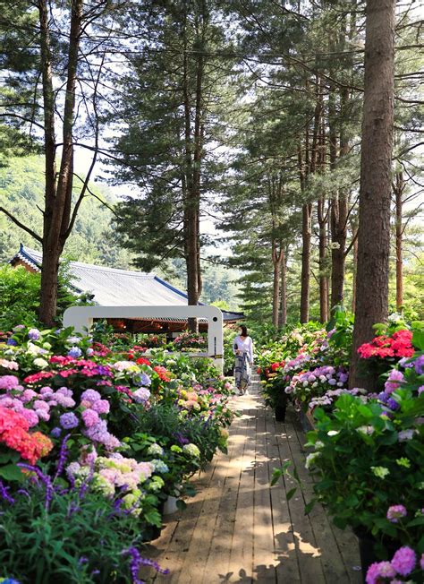 Best Flower Garden In Seoul | Best Flower Site