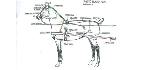 Horse Harness Parts and Accessories | Horse Saddle Shop