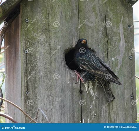 European Starling on Bird House Looking Away Stock Image - Image of ...