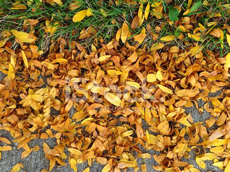 Autumn Leaves - Black Locust Stock Photo | Royalty-Free | FreeImages