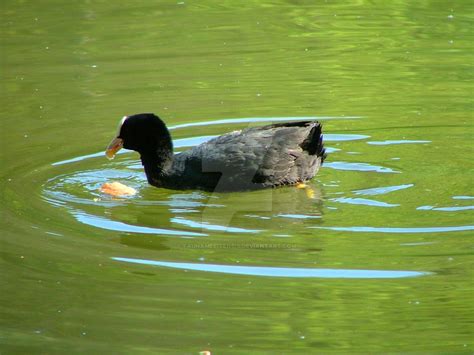 Eurasian Coot by Faunamelitensis on DeviantArt