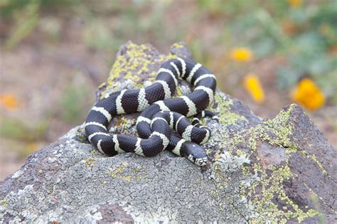 Common Kingsnake (Lampropeltis getula)