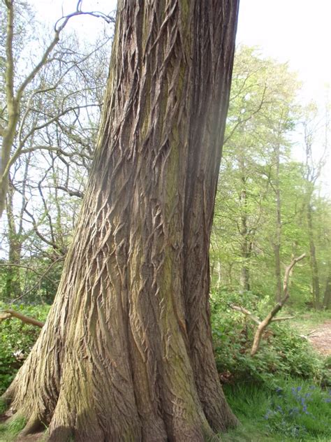 Chestnut Tree Pictures, Facts on Chestnut Trees