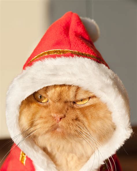 Funny Ginger Persian Christmas Cat Photograph by Hulya Ozkok - Fine Art America