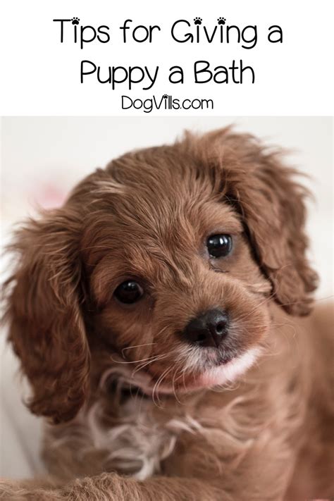 A 9-Step Guide on Bathing a Puppy - DogVills