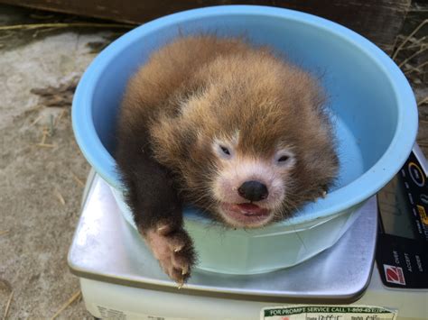 Red panda cubs born at Smithsonian institute (Photos) | WTOP