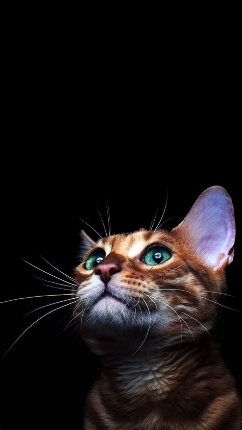 4K CAT AMOLED PHONE WALLPAPER | Cat tattoo, Beautiful cat, Animal wallpaper